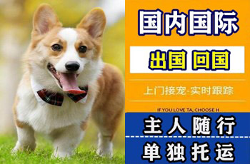 濮阳市宠物托运公司濮阳市宠物托运公司濮阳市宠物托运公司