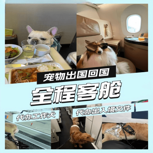 濮阳市宠物托运到白俄罗斯宠物入境规定和要求